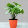 Syngonium Plant