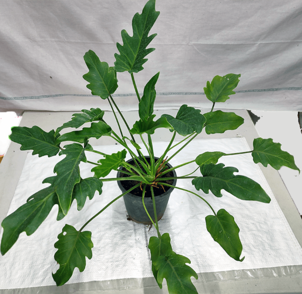 Buy Green Xanadu plant online at Nursery Nisarga