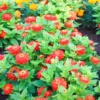 Buy Zinnia (Zinnia Elegans) Plant online at Nursery Nisarga