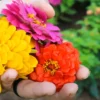 Buy Zinnia (Zinnia Elegans) Plant online at Nursery Nisarga