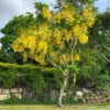 Buy Amaltas - Golden Shower plant at low price in India