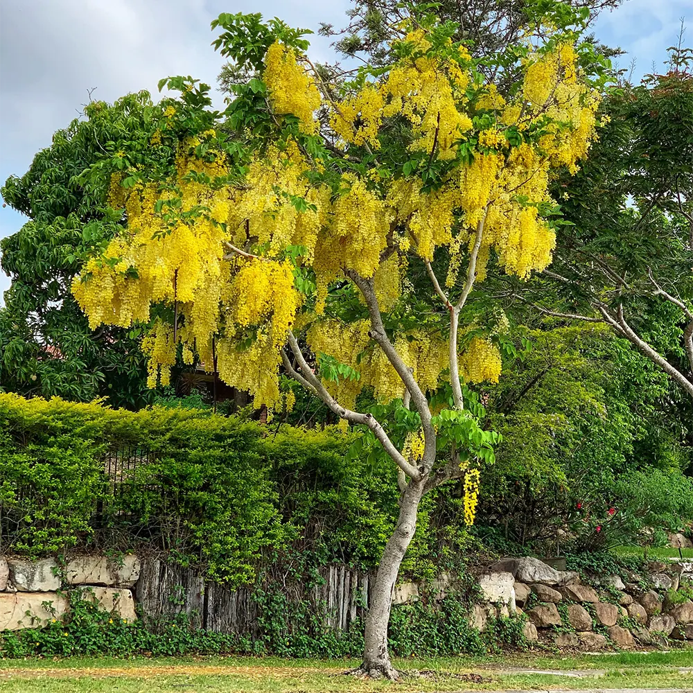 Wallpaper Health Benefits Of Cassia Fistula
