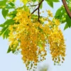 Buy Amaltas - Golden Shower plant at low price in India