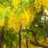 Buy Amaltas - Golden Shower plant at low price in India