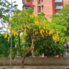 Buy Amaltas - Golden Shower plant at low price in India