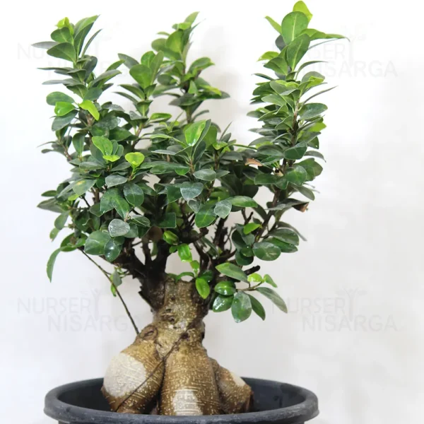 Buy Ficus Microcarpa Bonsai Ginseng from nursery nisarga