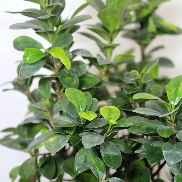 Buy Ficus Microcarpa Bonsai Ginseng from nursery nisarga