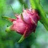 Buy Dragon Fruit Plant - Nursery Nisarga