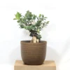 Buy Ficus Microcarpa Bonsai Ginseng from nursery nisarga