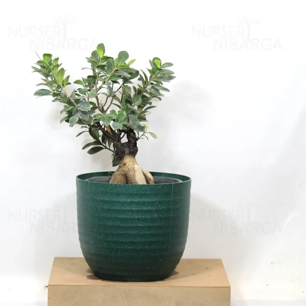 Buy Ficus Microcarpa Bonsai Ginseng from nursery nisarga