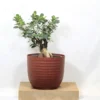 Buy Ficus Microcarpa Bonsai Ginseng from nursery nisarga