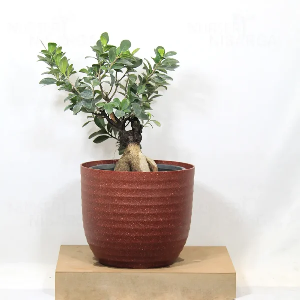 Buy Ficus Microcarpa Bonsai Ginseng from nursery nisarga