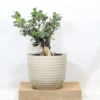 Buy Ficus Microcarpa Bonsai Ginseng from nursery nisarga