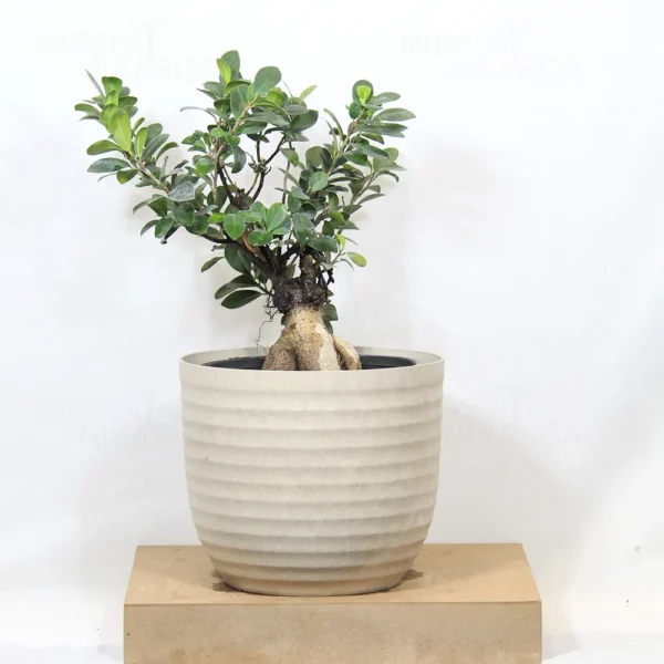 Buy Ficus Microcarpa Bonsai Ginseng from nursery nisarga