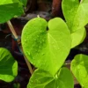 Buy Giloy plant - Tinospora cordifolia, Gulvel