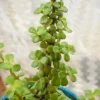 Buy Jade plant - Crassula Ovata gift plant for love ones - Nursery Nisarga