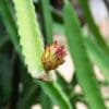 Buy Dragon Fruit Plant - Nursery Nisarga