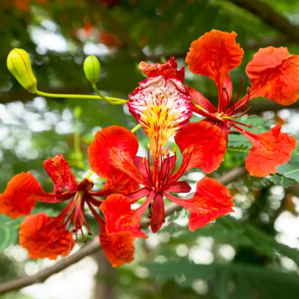 gulmohar flower , shop Delonix regia tree