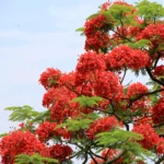 Delonix regia plant shop online at Nursery Nisarga