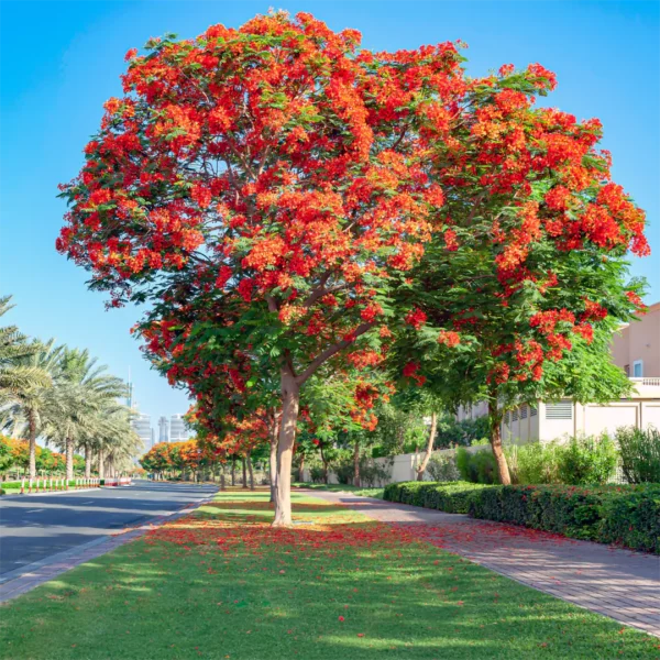 flame tree, Royal Poinciana buy online