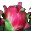 Buy Dragon Fruit Plant - Nursery Nisarga