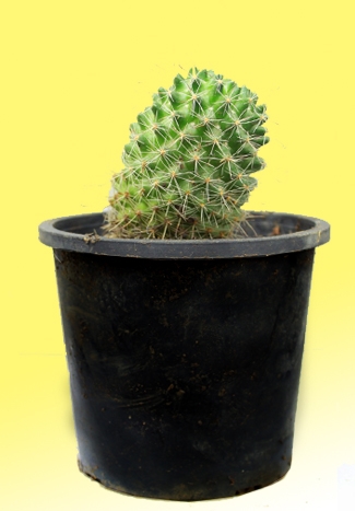 Pincushion Cactus plant