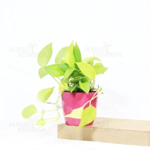 Buy Golden Money Plant , Golden Pothos From Nursery Nisarga