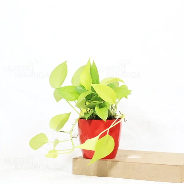 Buy Golden Money Plant , Golden Pothos From Nursery Nisarga