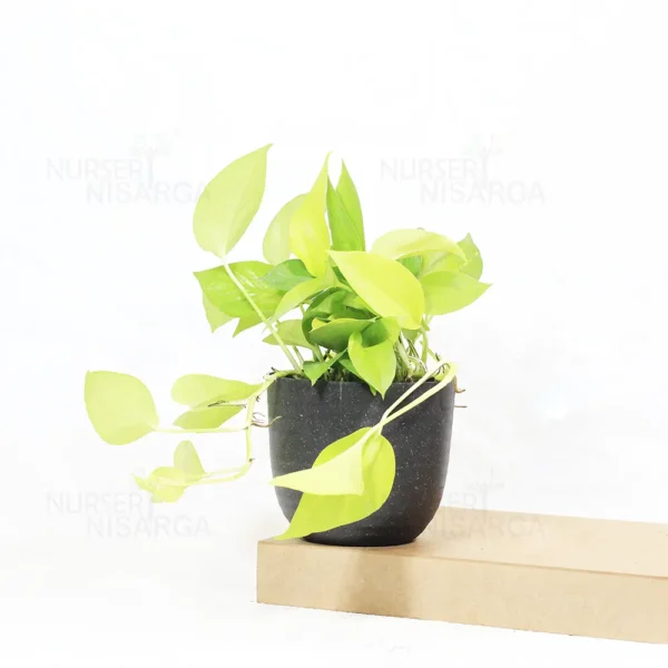 Buy Golden Money Plant , Golden Pothos From Nursery Nisarga