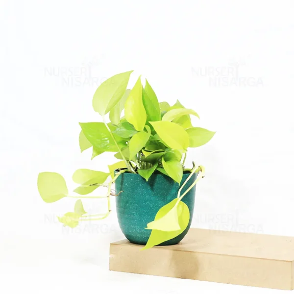 Buy Golden Money Plant , Golden Pothos From Nursery Nisarga