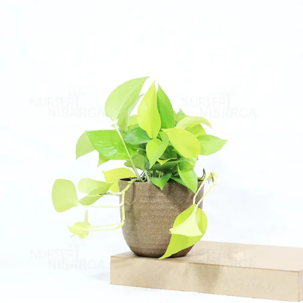 Buy Golden Money Plant , Golden Pothos From Nursery Nisarga