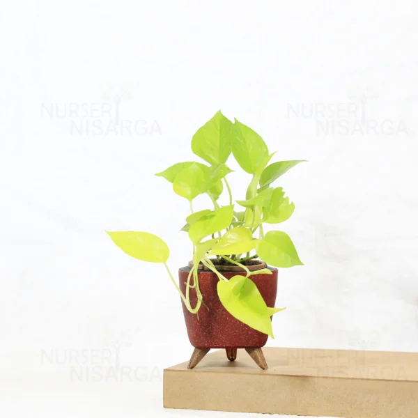 Buy Golden Money Plant , Golden Pothos From Nursery Nisarga