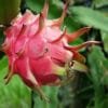 Buy Dragon Fruit Plant - Nursery Nisarga