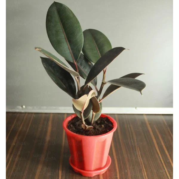 Buy Combo Plant Pack Of Spider Plant & Rubber Plant from nursery nisarga