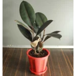 Rubber plant, Ficus elastica, the rubber fig, rubber bush