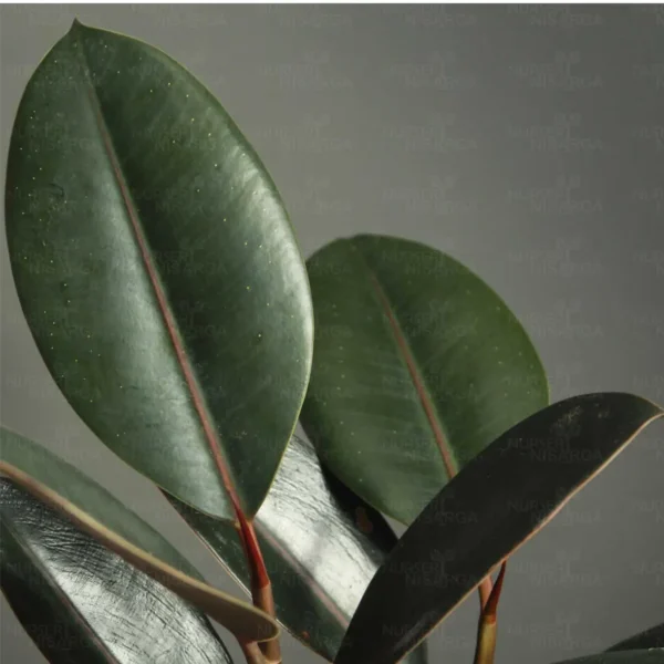 Rubber plant, Ficus elastica, the rubber fig, rubber bush