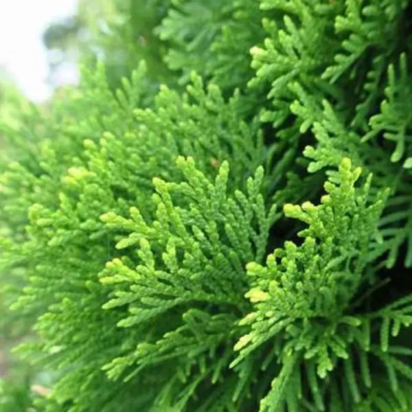 Buy Thuja , Golden Vidya Compacta (Morpankhi) Plant from Nursery Nisarga