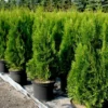 Buy Thuja , Golden Vidya Compacta (Morpankhi) Plant from Nursery Nisarga