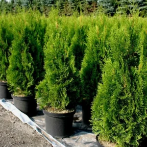 Buy Thuja , Golden Vidya Compacta (Morpankhi) Plant from Nursery Nisarga