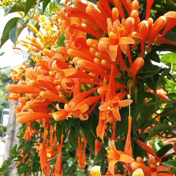 Buy Trumpet Vine Plant (Orange Flower) From nursery nisarga