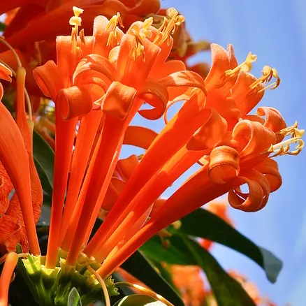 Buy Trumpet Vine Plant (Orange Flower) Online