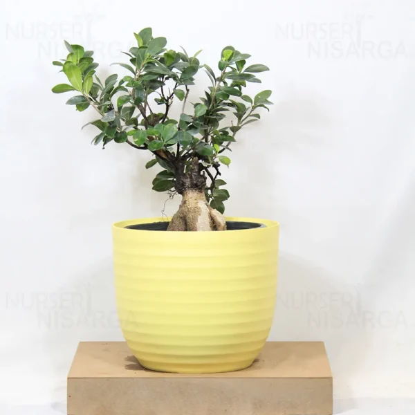 Buy Ficus Microcarpa Bonsai Ginseng from nursery nisarga