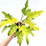 Buy Philodendron Xanadu Golden from Nursery Nisarga