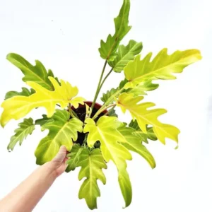 Buy Philodendron Xanadu Golden from Nursery Nisarga