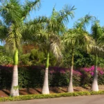 Buy Royal Bottle Palm (Roystonea regia) - Plant Online at Nursery Nisarga