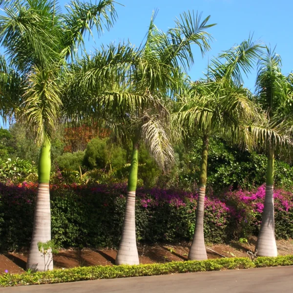 Buy Royal Bottle Palm - Plant Online at Nursery Nisarga