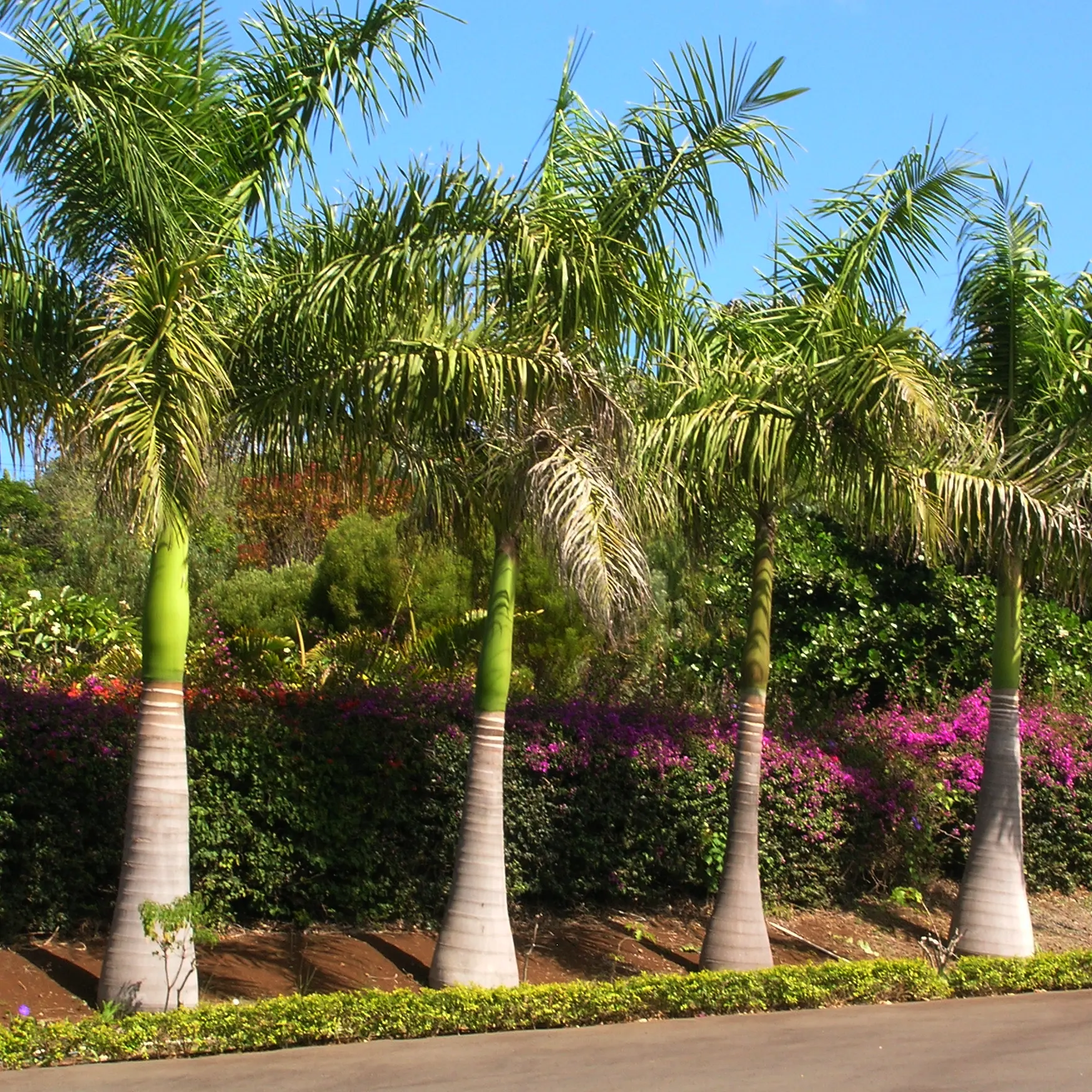 bottle palm tree