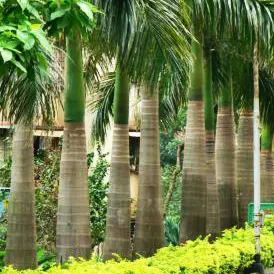 Buy Royal Bottle Palm - Plant Online at Nursery Nisarga