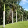 Buy Royal Bottle Palm (Roystonea regia) - Wholesale Online at Nursery Nisarga