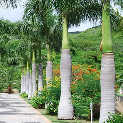 Buy Royal Bottle Palm (Roystonea regia) - Wholesale Online at Nursery Nisarga
